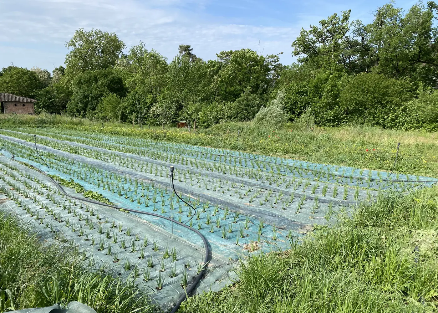 Cultures maraîchères bien avancées en plein champ, près des serres