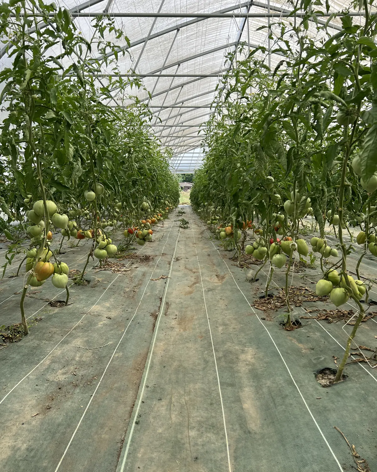 Tomates bien développées sous serre